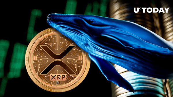 Whopping 515 Million XRP Exchange Hands as XRP Whales' Activity Surges