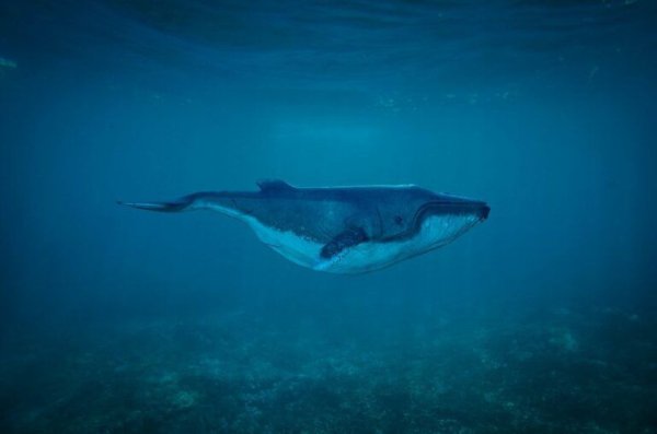 Crypto Whales at Play? Dormant $2 Billion in Bitcoin Shift During Price Correction | Cryptoglobe