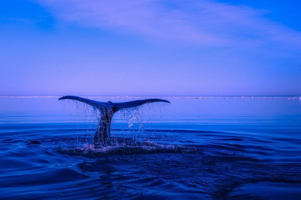 XRP Whales Accumulate 67.2% of Supply Amid Price Drop